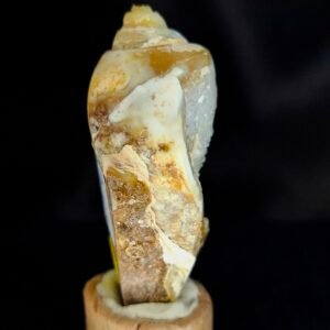 Agathised fossil snail 013