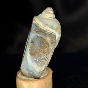 Agathised fossil snail 020