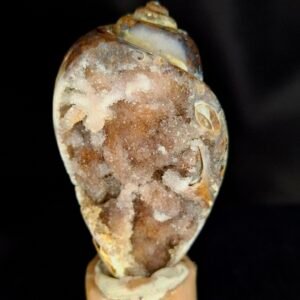 Agathised fossil snail 004