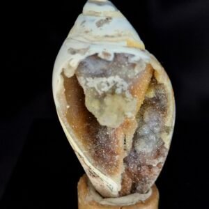 Agathised fossil snail 017