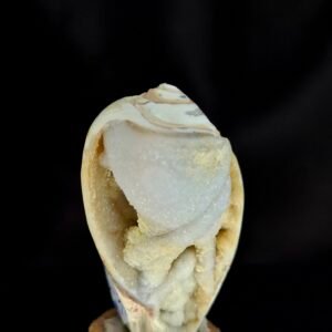 Agathised fossil snail 018