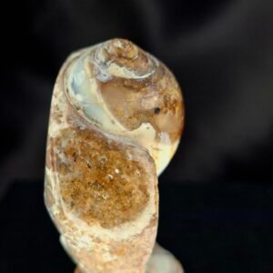 Agathised fossil snail 007