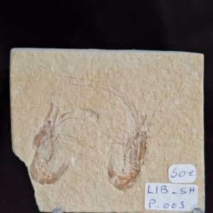 Carpopenaeus shrimps